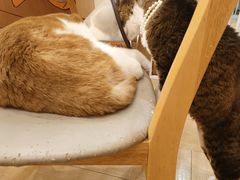 -Let's go狗咖·猫咖·奶狗·桌游(春熙路IFS店)
