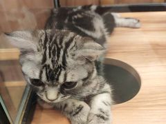-袖虎·猫馆(体育西路店)