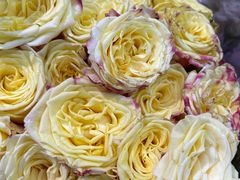 -循礼门鲜花花市(武汉循礼门店)