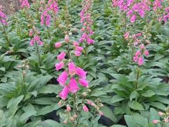 -重庆市江北嘴中央商务区中央公园