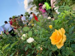 -亚龙湾国际玫瑰谷