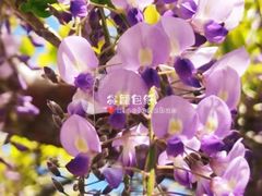 -嘉定紫藤园