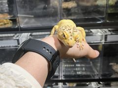 -酷以爬仙阁实体爬宠店·守宫·蜥蜴·专业繁育