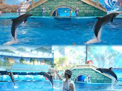 -海合安成都极地海洋公园