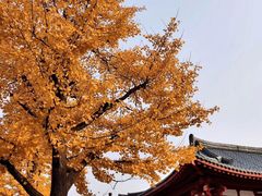 -大雁塔北广场音乐喷泉