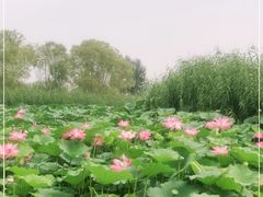 -大兴滨河森林公园