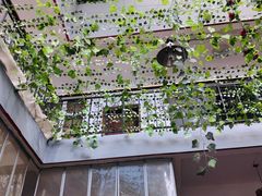 -茅屋大酒店