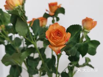 最近开始喜欢小花了～先在花店买了两小支多头玫