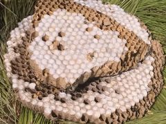 -昆虫窝子·特色云南菜(拓东路总店)