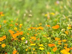 -泗洪洪泽湖湿地景区