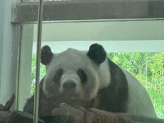 -成都动物园