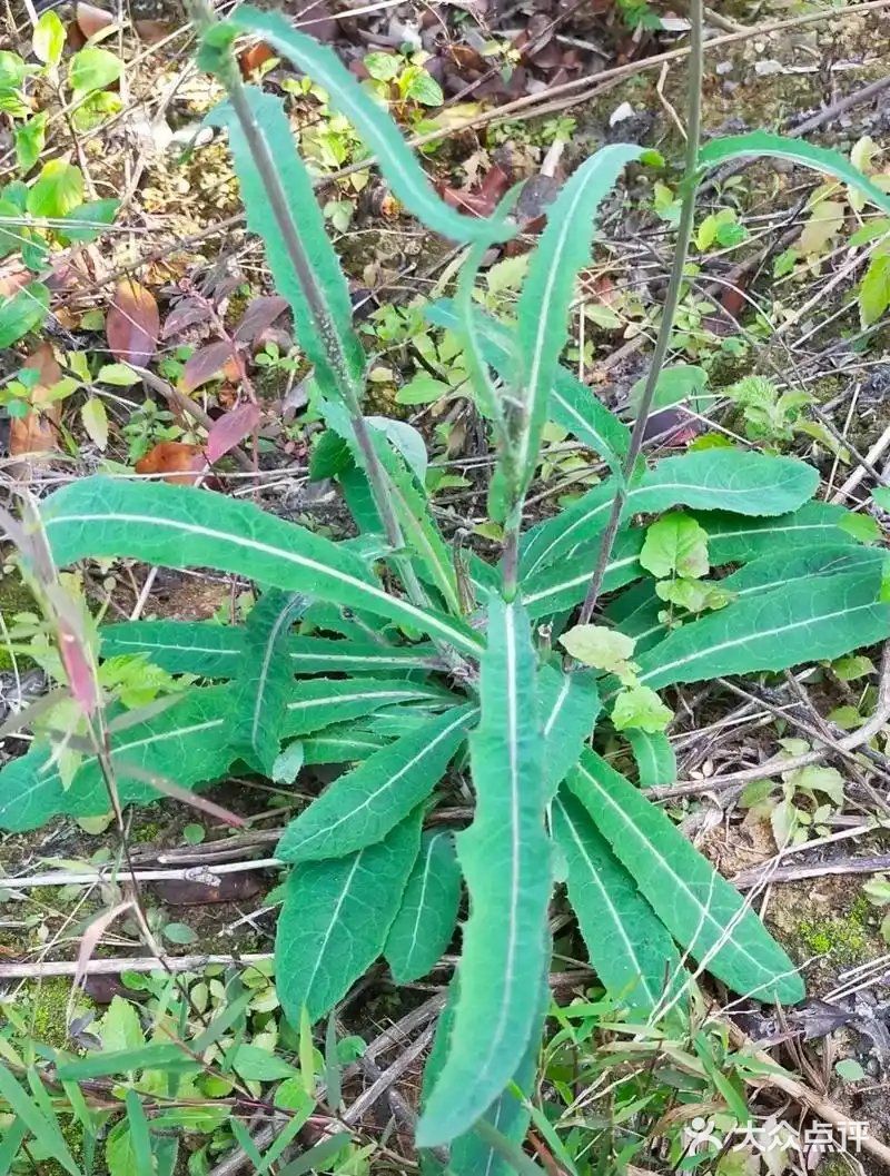 春天的时令野菜真鲜美，你最爱哪一款呢？