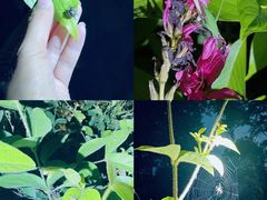 -中国科学院西双版纳热带植物园