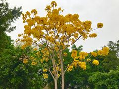 -海珠湖公园