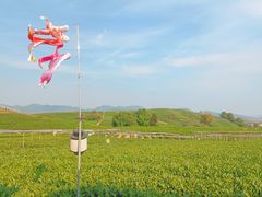 -龙坞茶村