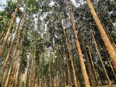 -中国科学院西双版纳热带植物园