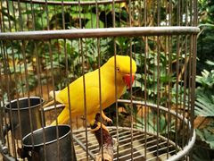 -南宫五洲植物乐园