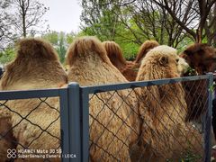 -长白岛森林公园