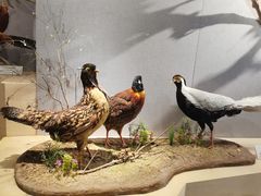 -武汉园博园(武汉自然博物馆)