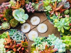 -三圣花乡旅游区