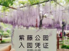 -嘉定紫藤园