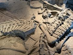 -自贡恐龙博物馆