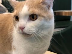 -喵喵咪呀布偶猫咖(春熙路店)