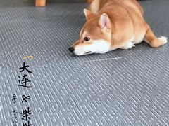 -柴源莊·柴小宠柴犬咖啡