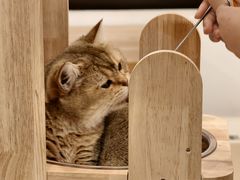 -有喵·猫咖·狗咖·30几只猫10只小狗(岗厦店)
