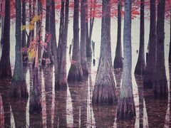 -白鹭湾湿地公园