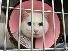 -汪喵宠物医院·骨科心脏影像·犬猫急重症ICU诊疗中心(成华分院)