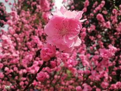 -秀丽东方