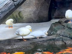 -海合安青岛极地海洋公园