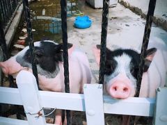 -上海滴水湖皇冠假日酒店