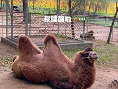 -大连铭湖国际观光牧场