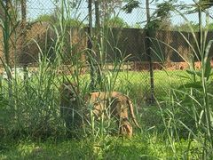-海南热带野生动植物园