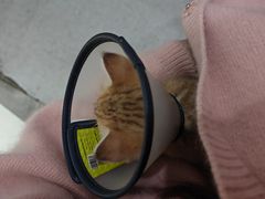-艾贝尔宠物医院·24H转诊中心·肿瘤猫专科(江宁双龙店)