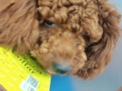 -美联众合动物医院(·中兽医·疑难杂症·严家桥分院)