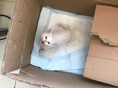 -瑞派福兴宠物医院犬猫全科·骨科·中西医结合(河东店)