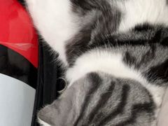 -纳吉亚猫专科动物诊疗中心(蒋宅口分院)