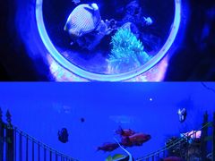 -太平洋海底世界