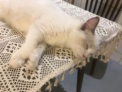 -猫友咖啡店(玉林西路店)