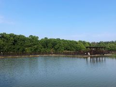 -大湾区中央湿地公园