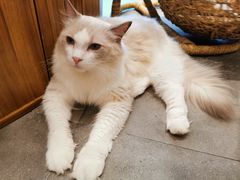 -飞行喵MR PILOT|猫舍·猫咖(静安大融城店)