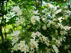 -西部兰花园生态园