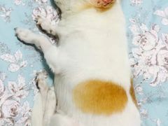 -利又安动物医院··老年病·猫科犬科·中兽医