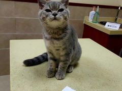-艾贝尔宠物医院·狂犬免疫点(江山金象城店)