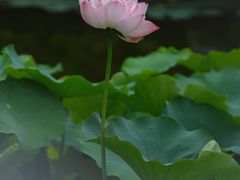 -成都市文化公园
