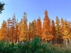 -白鹭湾湿地公园