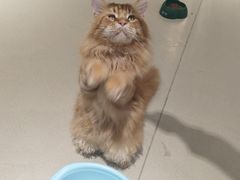 -藏猫猫咖啡主题馆(中央大道店)